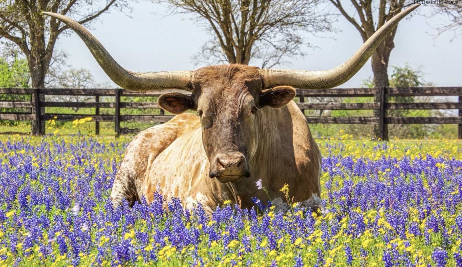 Longhorn